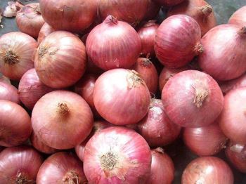 onion