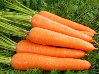 Carrot